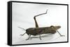 Anacridium Aegyptium (Egyptian Locust)-Paul Starosta-Framed Stretched Canvas