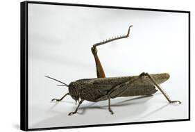 Anacridium Aegyptium (Egyptian Locust)-Paul Starosta-Framed Stretched Canvas