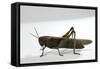 Anacridium Aegyptium (Egyptian Locust)-Paul Starosta-Framed Stretched Canvas