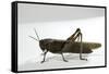 Anacridium Aegyptium (Egyptian Locust)-Paul Starosta-Framed Stretched Canvas