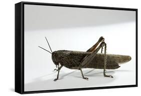 Anacridium Aegyptium (Egyptian Locust)-Paul Starosta-Framed Stretched Canvas