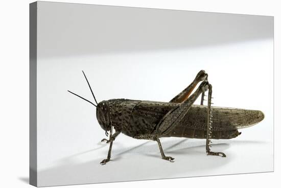 Anacridium Aegyptium (Egyptian Locust)-Paul Starosta-Stretched Canvas
