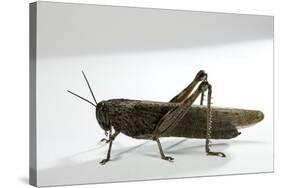 Anacridium Aegyptium (Egyptian Locust)-Paul Starosta-Stretched Canvas