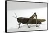 Anacridium Aegyptium (Egyptian Locust)-Paul Starosta-Framed Stretched Canvas