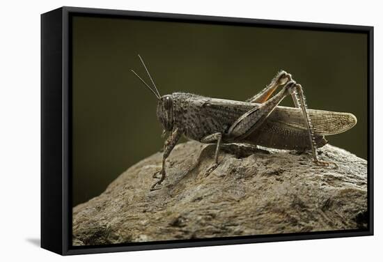 Anacridium Aegyptium (Egyptian Locust)-Paul Starosta-Framed Stretched Canvas