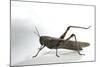 Anacridium Aegyptium (Egyptian Locust)-Paul Starosta-Mounted Photographic Print