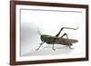 Anacridium Aegyptium (Egyptian Locust)-Paul Starosta-Framed Photographic Print