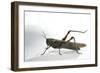 Anacridium Aegyptium (Egyptian Locust)-Paul Starosta-Framed Photographic Print