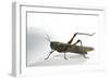 Anacridium Aegyptium (Egyptian Locust)-Paul Starosta-Framed Photographic Print