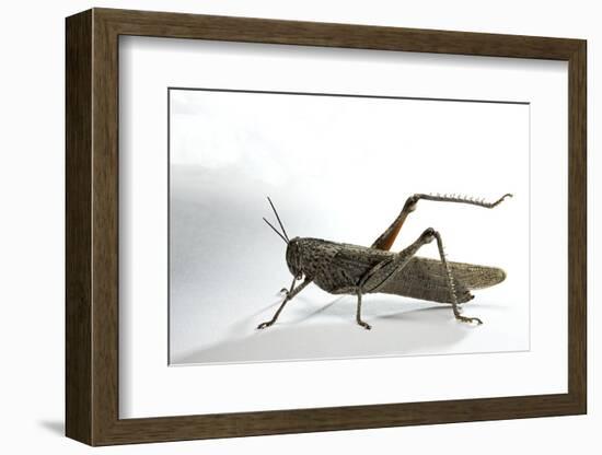 Anacridium Aegyptium (Egyptian Locust)-Paul Starosta-Framed Photographic Print