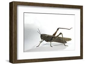 Anacridium Aegyptium (Egyptian Locust)-Paul Starosta-Framed Photographic Print