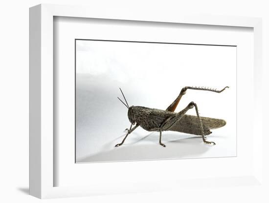 Anacridium Aegyptium (Egyptian Locust)-Paul Starosta-Framed Photographic Print