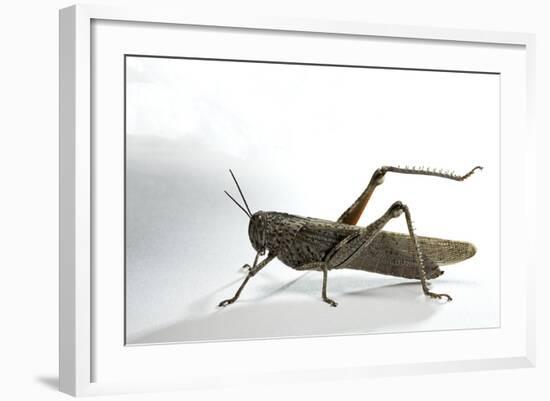 Anacridium Aegyptium (Egyptian Locust)-Paul Starosta-Framed Photographic Print