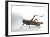Anacridium Aegyptium (Egyptian Locust)-Paul Starosta-Framed Photographic Print