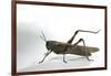 Anacridium Aegyptium (Egyptian Locust)-Paul Starosta-Framed Photographic Print