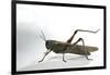 Anacridium Aegyptium (Egyptian Locust)-Paul Starosta-Framed Photographic Print