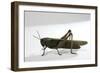 Anacridium Aegyptium (Egyptian Locust)-Paul Starosta-Framed Photographic Print