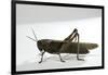 Anacridium Aegyptium (Egyptian Locust)-Paul Starosta-Framed Photographic Print