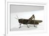 Anacridium Aegyptium (Egyptian Locust)-Paul Starosta-Framed Photographic Print