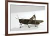 Anacridium Aegyptium (Egyptian Locust)-Paul Starosta-Framed Photographic Print