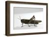 Anacridium Aegyptium (Egyptian Locust)-Paul Starosta-Framed Photographic Print