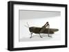 Anacridium Aegyptium (Egyptian Locust)-Paul Starosta-Framed Photographic Print