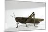 Anacridium Aegyptium (Egyptian Locust)-Paul Starosta-Mounted Photographic Print