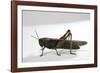 Anacridium Aegyptium (Egyptian Locust)-Paul Starosta-Framed Photographic Print