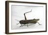 Anacridium Aegyptium (Egyptian Locust)-Paul Starosta-Framed Photographic Print