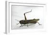 Anacridium Aegyptium (Egyptian Locust)-Paul Starosta-Framed Photographic Print