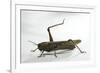 Anacridium Aegyptium (Egyptian Locust)-Paul Starosta-Framed Photographic Print