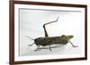 Anacridium Aegyptium (Egyptian Locust)-Paul Starosta-Framed Photographic Print