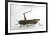 Anacridium Aegyptium (Egyptian Locust)-Paul Starosta-Framed Photographic Print