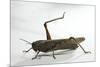 Anacridium Aegyptium (Egyptian Locust)-Paul Starosta-Mounted Photographic Print