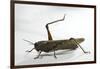 Anacridium Aegyptium (Egyptian Locust)-Paul Starosta-Framed Photographic Print