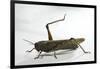 Anacridium Aegyptium (Egyptian Locust)-Paul Starosta-Framed Photographic Print