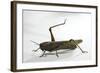 Anacridium Aegyptium (Egyptian Locust)-Paul Starosta-Framed Photographic Print