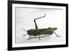 Anacridium Aegyptium (Egyptian Locust)-Paul Starosta-Framed Photographic Print