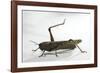 Anacridium Aegyptium (Egyptian Locust)-Paul Starosta-Framed Photographic Print