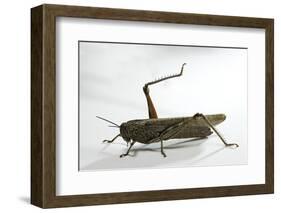 Anacridium Aegyptium (Egyptian Locust)-Paul Starosta-Framed Photographic Print