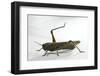 Anacridium Aegyptium (Egyptian Locust)-Paul Starosta-Framed Photographic Print