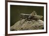 Anacridium Aegyptium (Egyptian Locust)-Paul Starosta-Framed Photographic Print