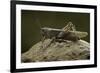 Anacridium Aegyptium (Egyptian Locust)-Paul Starosta-Framed Photographic Print