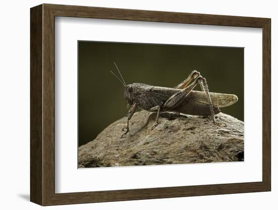 Anacridium Aegyptium (Egyptian Locust)-Paul Starosta-Framed Photographic Print