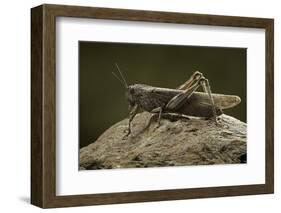 Anacridium Aegyptium (Egyptian Locust)-Paul Starosta-Framed Photographic Print