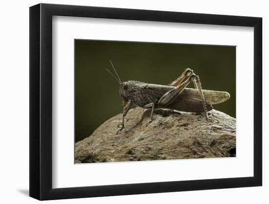 Anacridium Aegyptium (Egyptian Locust)-Paul Starosta-Framed Photographic Print