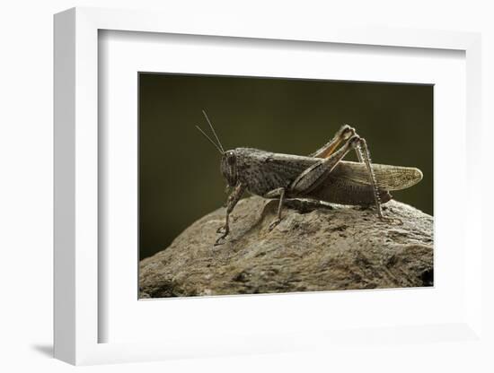 Anacridium Aegyptium (Egyptian Locust)-Paul Starosta-Framed Photographic Print