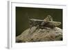 Anacridium Aegyptium (Egyptian Locust)-Paul Starosta-Framed Photographic Print