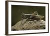 Anacridium Aegyptium (Egyptian Locust)-Paul Starosta-Framed Photographic Print