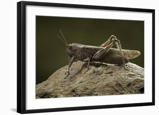 Anacridium Aegyptium (Egyptian Locust)-Paul Starosta-Framed Photographic Print